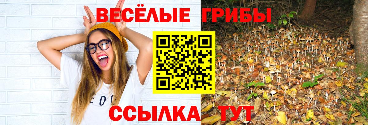Сосновоборск  Галлюциногенные грибы Cubensis  Вход с VPN 